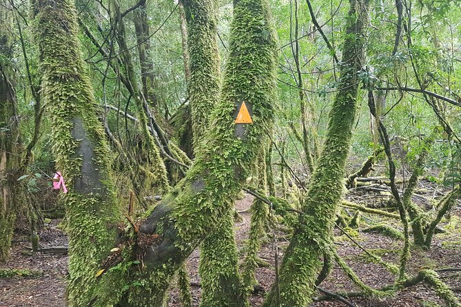 2 Day Cradle Mountain Tour / Hobart return / Inc. Accommodation - The Dove Lake Circuit vs Marion’s Lookout: pick your pace