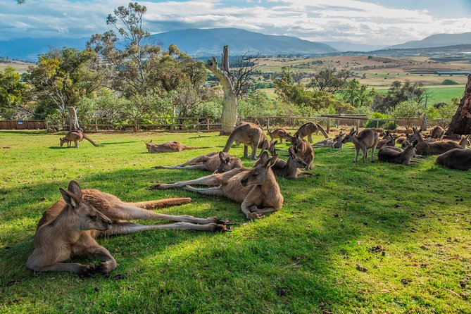 3 day Tasmanian highlights tour – Hobart, Port Arthur and Bruny Island - Comfort, timing, and the small-group van reality