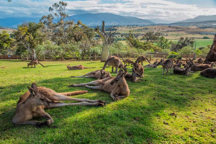 3D Tasmanian Highlights: Hobart, Port Arthur & Bruny Island - Who this tour suits best