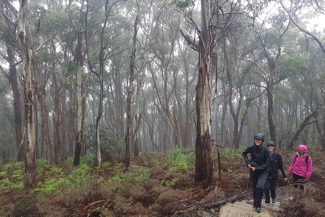 4 Day Wild Tasmania Tour / Wildlife, Nature, Hiking / Inc. Accom - Day 3: Bay of Fires beach walking and the Tasmanian Devil feeding experience