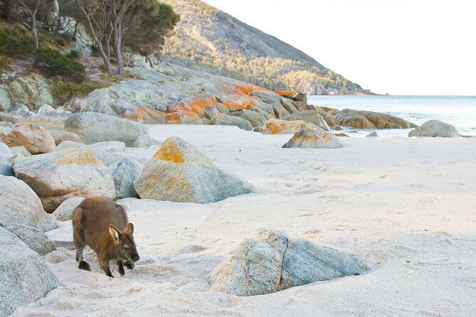 A Day At Wineglass Bay - Price and Value: What Your $121.93 Covers (and What It Doesn’t)