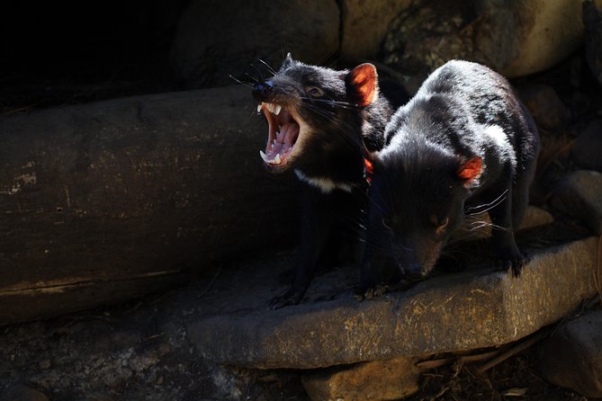 BIG 3 Tasmania - Port Arthur, Wineglass Bay, Cradle Mountain - Day 1: Tasman Peninsula drama, Tasmanian devils, Port Arthur, and Richmond’s old stones