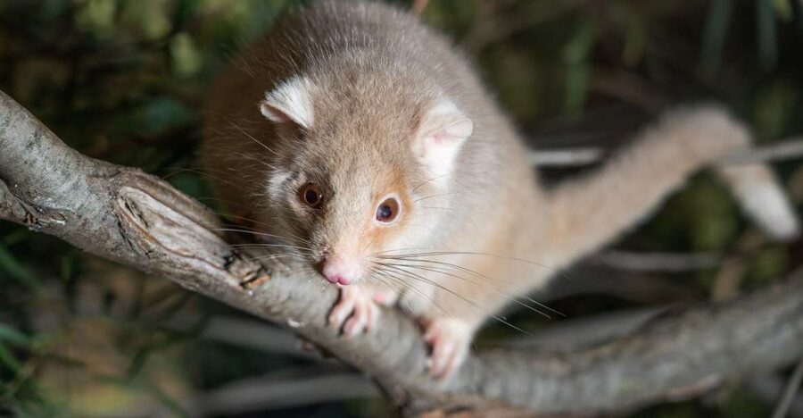 Bonorong Wildlife Sanctuary Guided Night Tour - Quick hits before you go