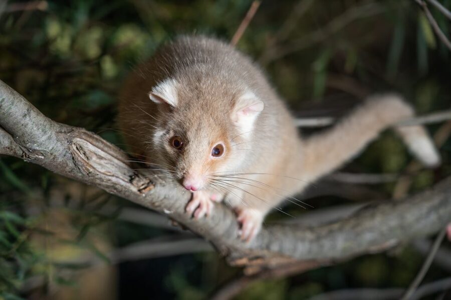 Bonorong Wildlife Sanctuary Guided Night Tour - A Night Shift for Tasmania’s Critters