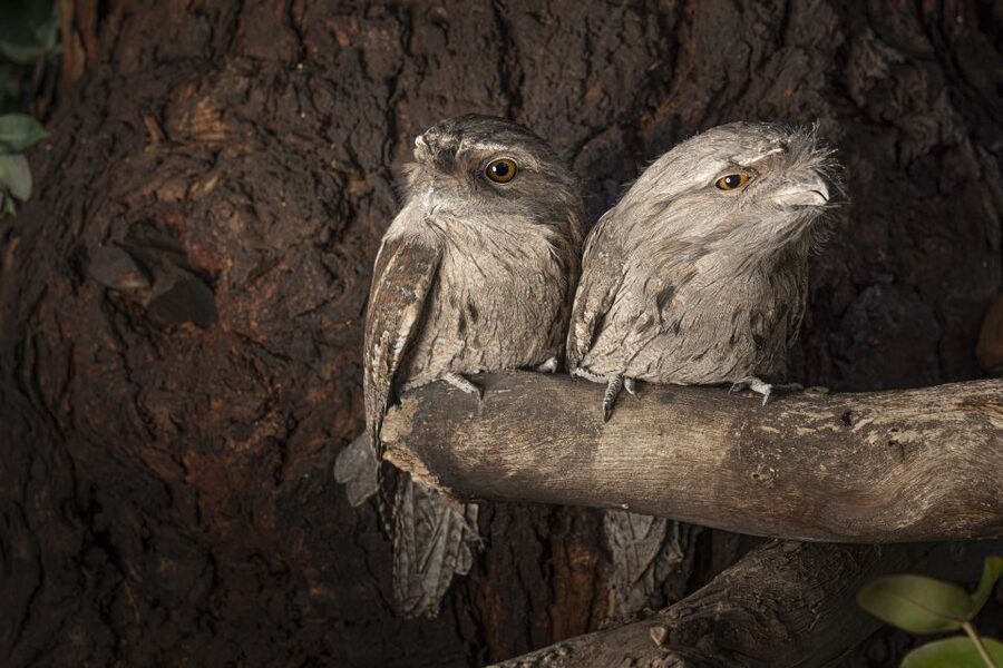 Bonorong Wildlife Sanctuary Guided Night Tour - Feeding First, Then the Animals Set the Pace