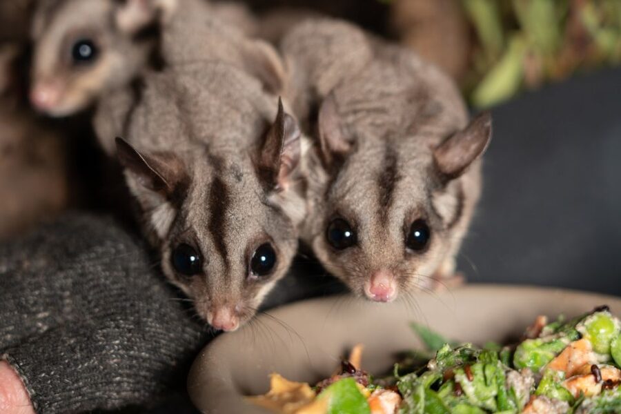 Bonorong Wildlife Sanctuary Guided Night Tour - Recovering Survivors: Seeing Why the Sanctuary Exists
