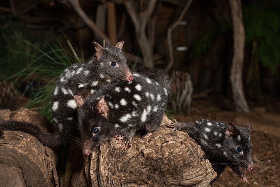 Bonorong Wildlife Sanctuary Guided Night Tour - Who You’ll Meet: Devils, Quolls, Frogmouths, Sugar Gliders
