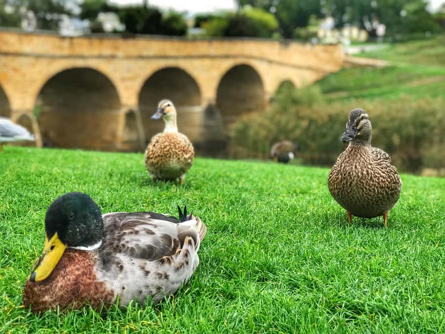 Bonorong Wildlife Sanctuary Half-Day Tour from Hobart - Getting Out of Hobart: Tasman Bridge and Coal River Valley