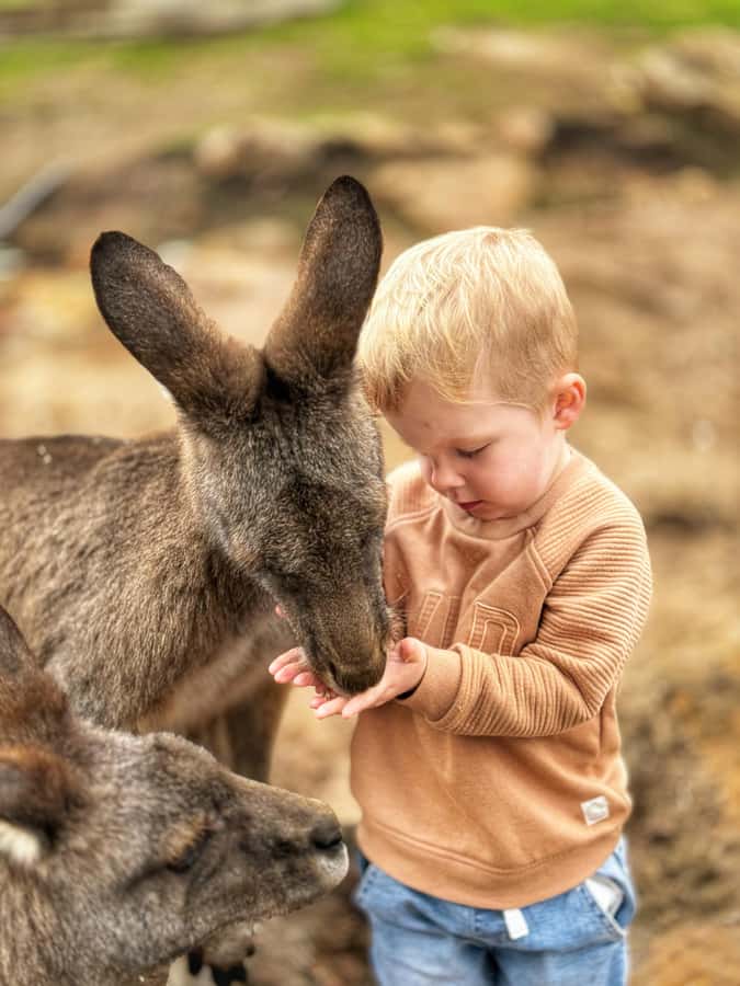 Bonorong Wildlife Sanctuary Half-Day Tour from Hobart - Bonorong Wildlife Sanctuary: Getting Close (and Staying Respectful)