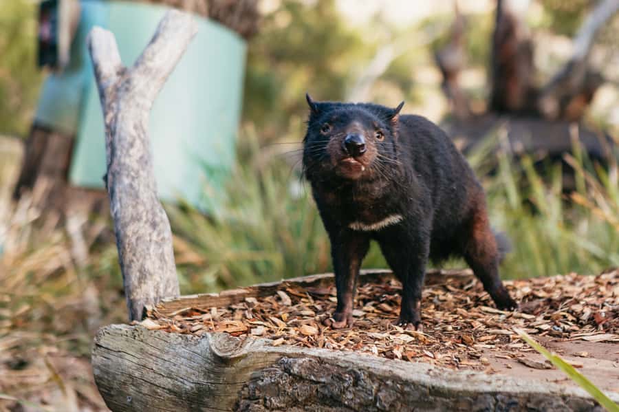 Bonorong Wildlife Sanctuary Half-Day Tour from Hobart - What the 70 Minutes in Bonorong Really Means