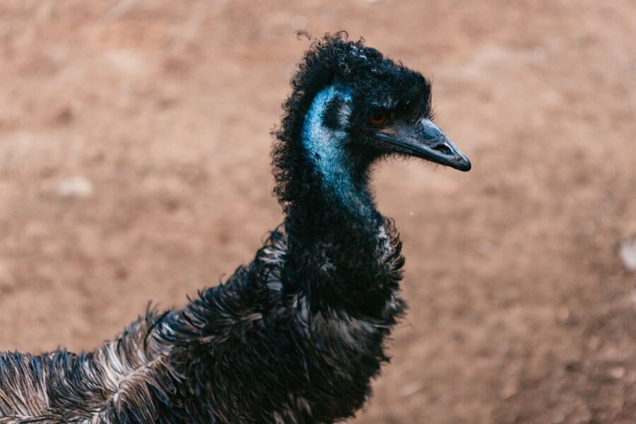 Bonorong Wildlife Sanctuary Half-Day Tour from Hobart - Richmond vs Bonorong: Which Stop Wins Your Time?