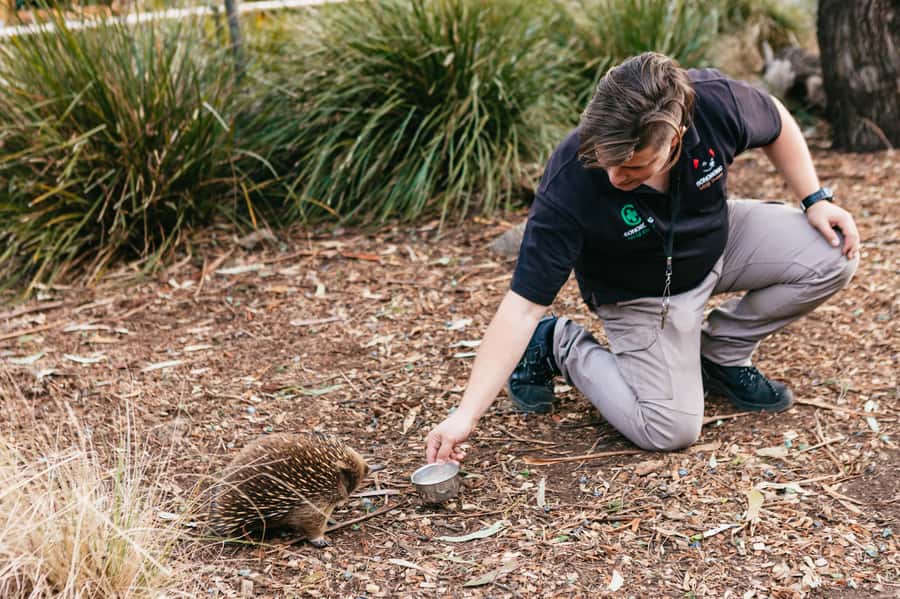 Bonorong Wildlife Sanctuary Half-Day Tour from Hobart - Price and Value: Is $88 Worth It?