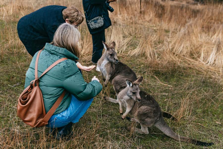 Bonorong Wildlife Sanctuary Half-Day Tour from Hobart - Guides, Comfort, and the Small Practical Bits