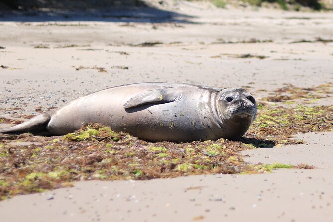 Bruny Island Small-Group Guided Tour From Hobart - Bruny Island in one long day: the big idea