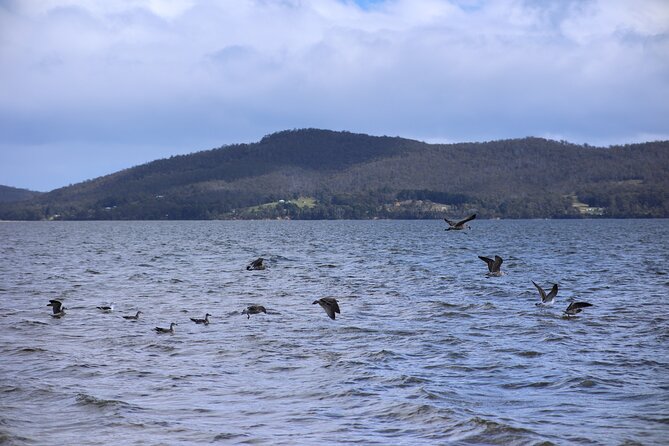 Bruny Island Small-Group Guided Tour From Hobart - Wildlife spotting: what’s likely, what’s not, and how to make the most of it