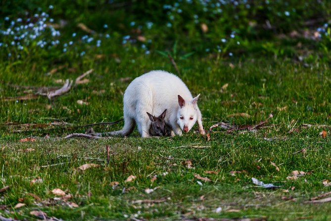 Bruny Island Traveller - Gourmet Tasting and Sightseeing Day Trip from Hobart - Price and what you’re really paying for