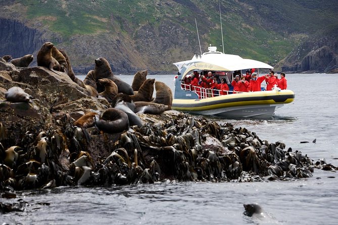 Bruny Island Wilderness Cruise from Adventure Bay, Bruny Island - Key highlights before you go