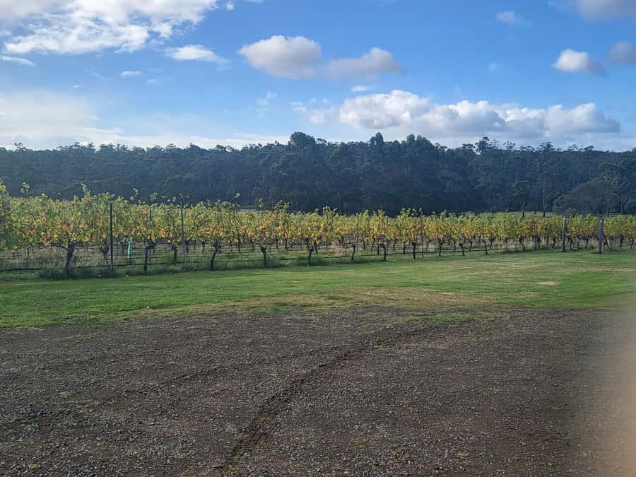 Cruise Ship - Wine Shore Excursion - Hobart - First stop: a local family vineyard intro (where the day begins)