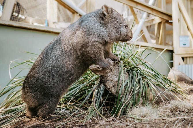 Day Tour in Mt. Field, Mt. Wellington, Bonorong Wildlife Sanctuary and Richmond - Bonorong Wildlife Sanctuary: the animal stop people plan their day around
