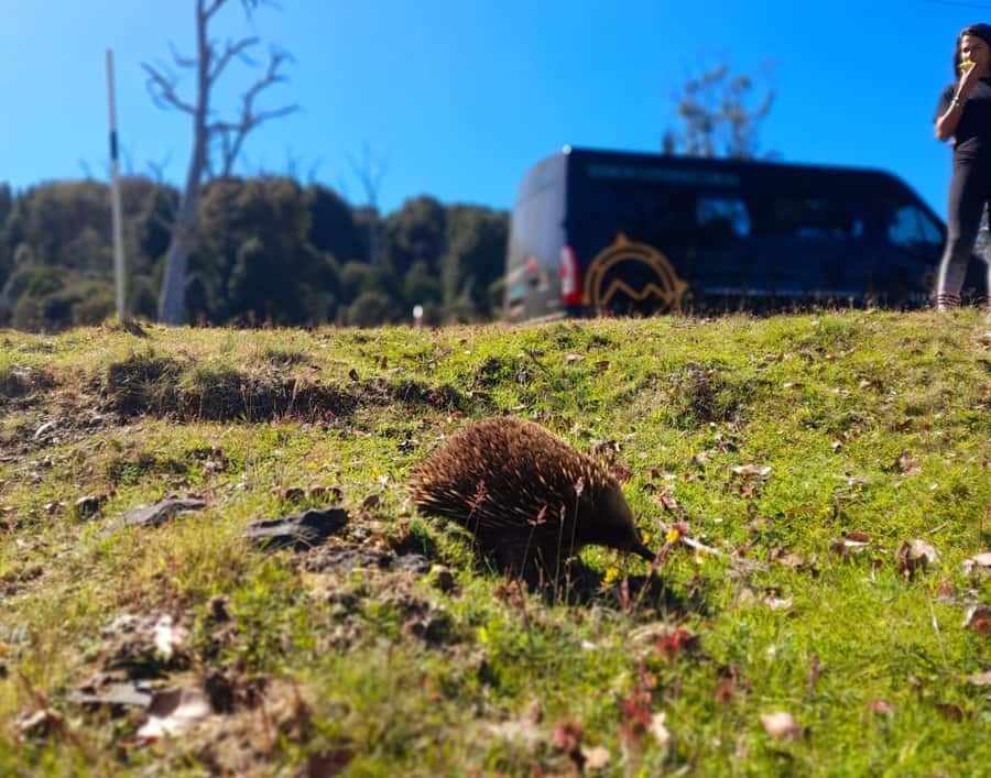 From Hobart: Active Day Trip to Cradle Mountain - Deloraine Breakfast and Road Breaks: Why the Stops Matter More Than You Think