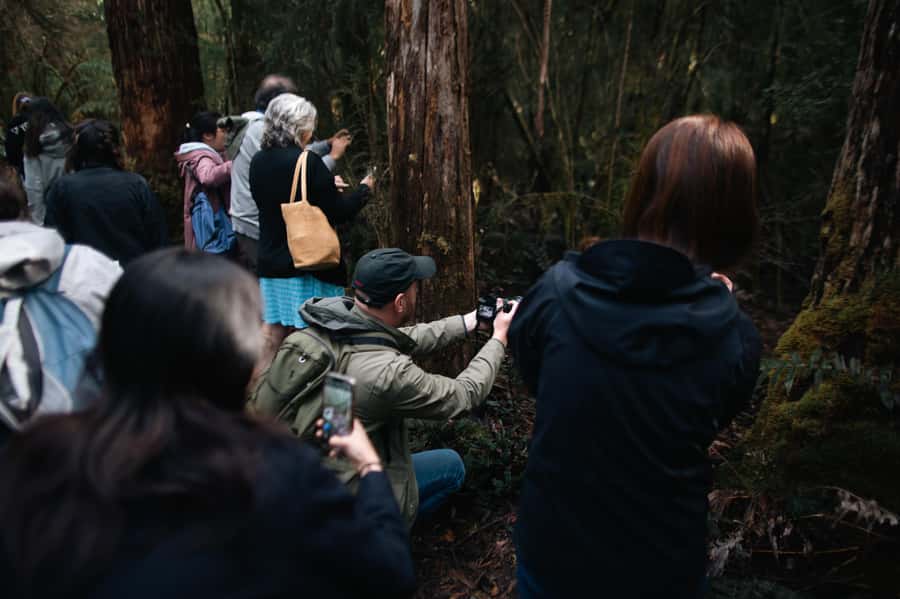From Hobart: Full-Day Bruny Island Tour with Guide - Easy-to-moderate trails: rainforest, secret water holes, and beach stops