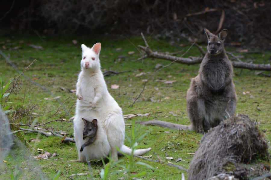 From Hobart: Full-Day Bruny Island Tour with Guide - Lunch at the Bruny Hotel and your own food budget