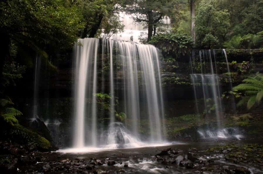 From Hobart: Mt. Field, Mt. Wellington and Wildlife Day Tour - Key highlights worth planning for