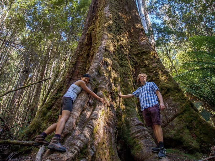 From Hobart: Mt. Field, Mt. Wellington and Wildlife Day Tour - Should you book this Hobart Mt Field, Bonorong, and Mt Wellington tour?