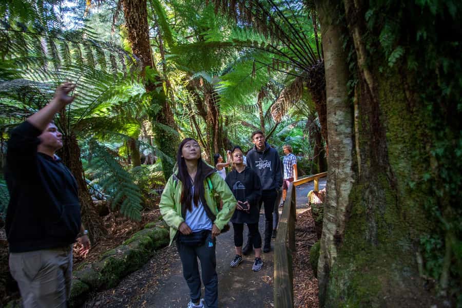 From Hobart: Mt. Field, Mt. Wellington and Wildlife Day Tour - Mt Field National Park: waterfall tiers, fern glades, and the Tall Trees track