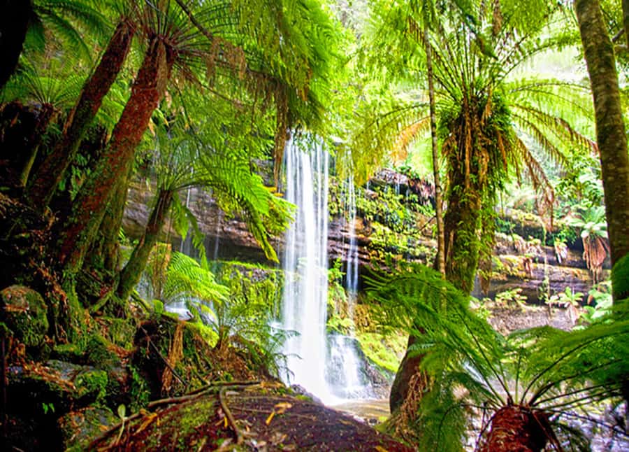 From Hobart: Mt. Field National Park and Russell Falls - Key highlights that make this day trip worth it