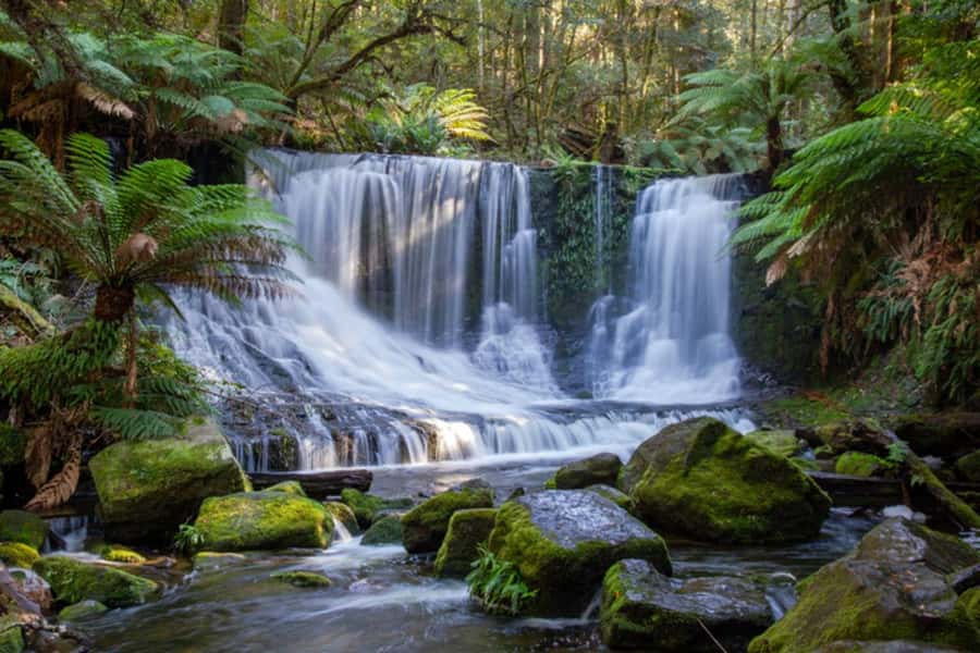 From Hobart: Mt. Field National Park and Russell Falls - Salmon Ponds and the trout feeding: the hands-on break you’ll remember