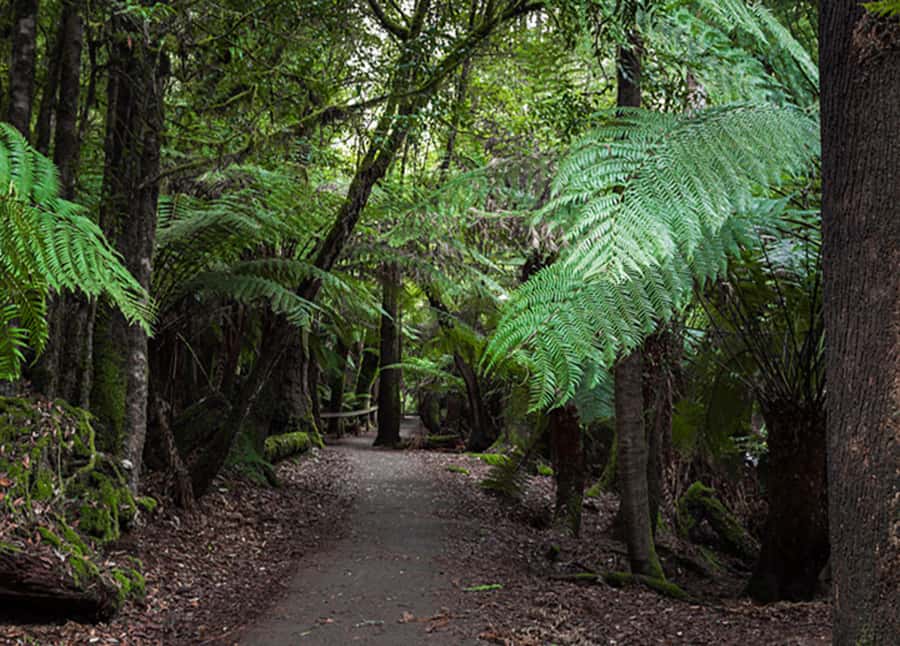 From Hobart: Mt. Field National Park and Russell Falls - Mt Field National Park: Tall Trees Walk and what to look for