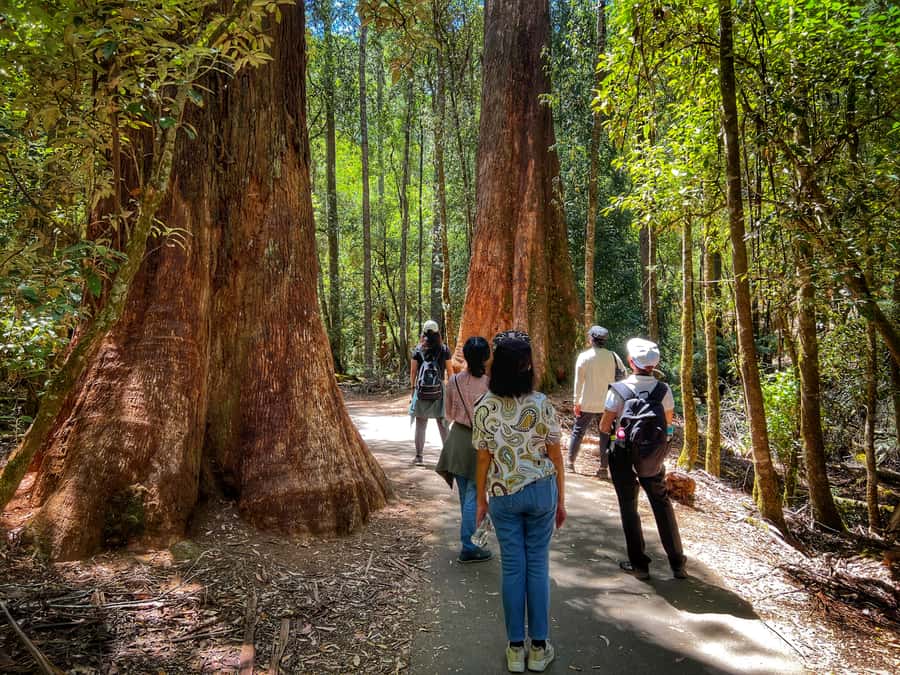 From Hobart: Mt. Field National Park and Russell Falls - Who this tour fits best (and who should think twice)
