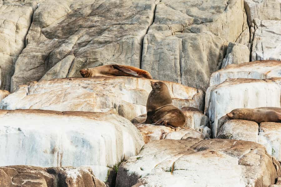 From Port Arthur: Tasman Island Wilderness Cruise - Why this cruise feels different from a standard sightseeing boat