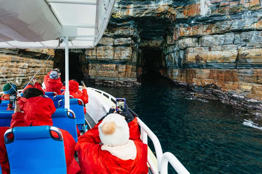 From Port Arthur: Tasman Island Wilderness Cruise - Wildlife viewing that’s actually worth your attention
