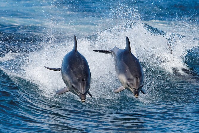Full-Day Bruny Island Cruises Day Tour from Hobart - Franklin Wharf check-in at 7:45am: the day’s first win