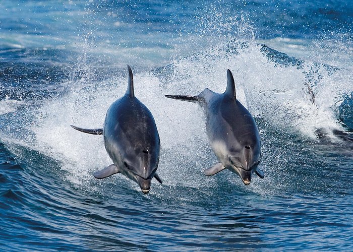 Full-Day Bruny Island Cruises Day Tour from Hobart - Price and value: what you’re really paying for at $197.24