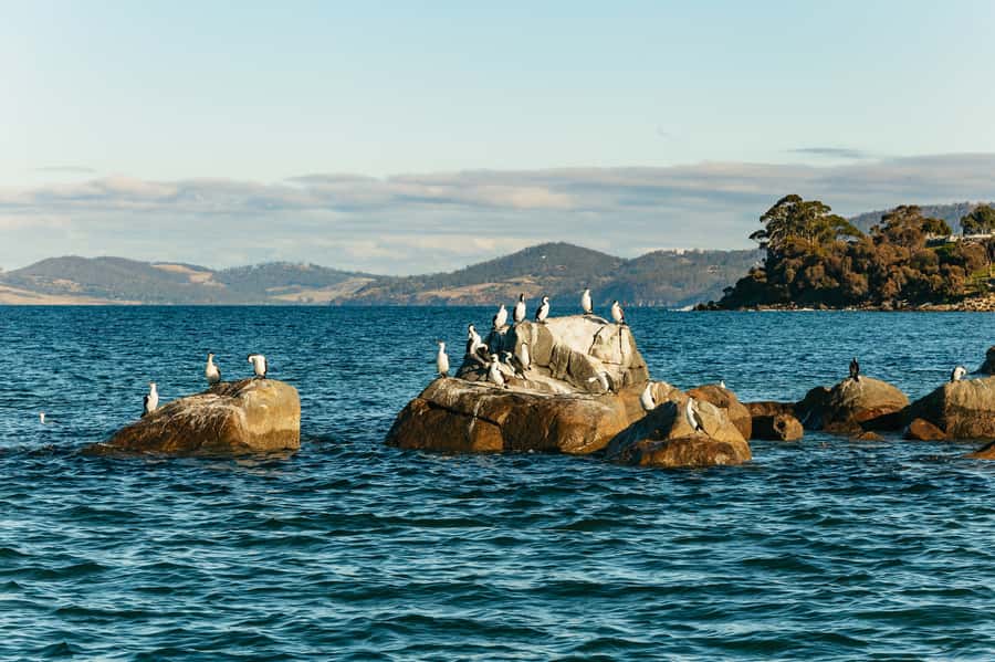Hobart: 2.5-hour Iron Pot Lighthouse Cruise - Pennicott Iron Pot Lighthouse Cruise: Key Things You’ll Notice