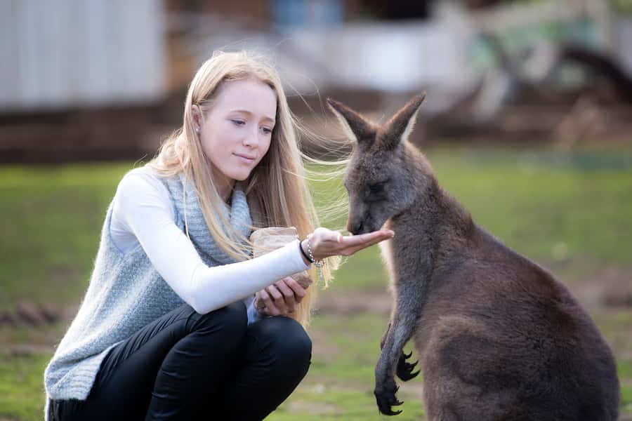 Hobart: Admission Ticket to Bonorong Wildlife Sanctuary - Key points I’d circle before you go