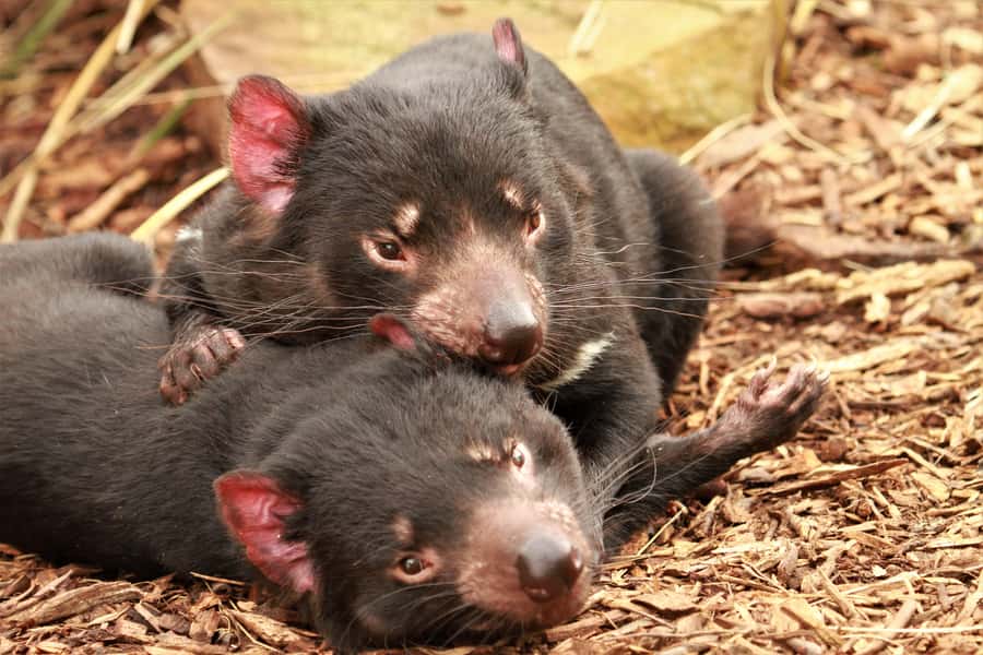Hobart: Admission Ticket to Bonorong Wildlife Sanctuary - Bonorong Wildlife Sanctuary: the kind of day this is