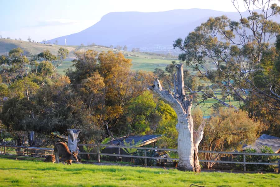 Hobart: Admission Ticket to Bonorong Wildlife Sanctuary - How the day flows: arrival, guided tours, then self-paced animal time