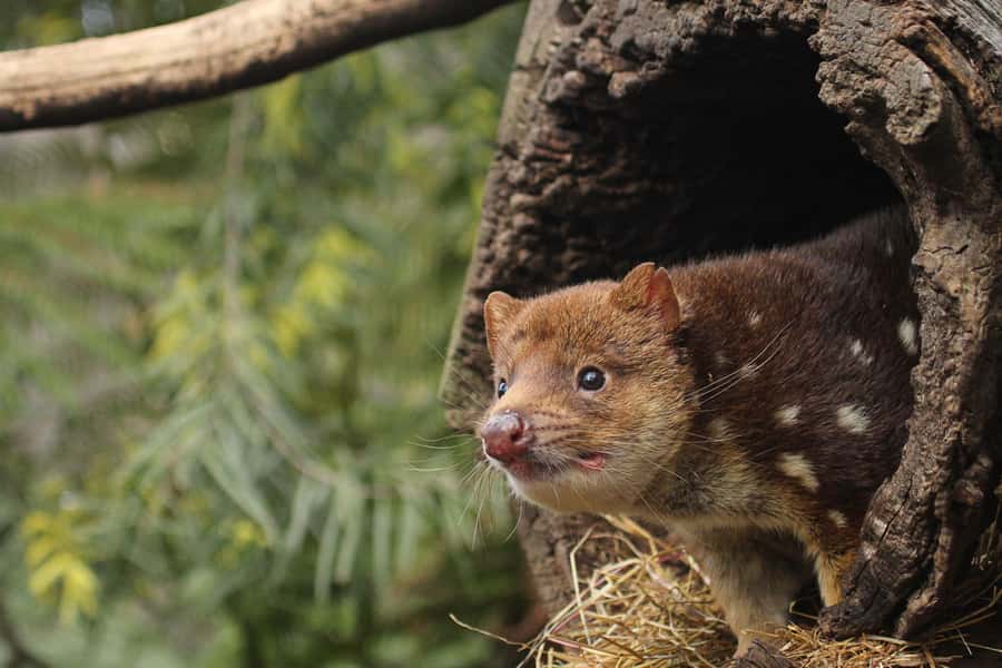 Hobart: Admission Ticket to Bonorong Wildlife Sanctuary - Price and value: what you actually get for $25