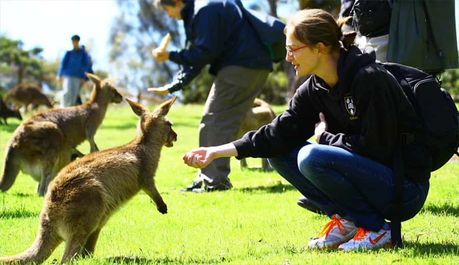 Hobart: Full-Day Bonorong Wildlife Sanctuary & Richmond Tour - Hobart in coach-tram mode: Cascade Gardens, Rosny Hill lookout, and timed botanical time