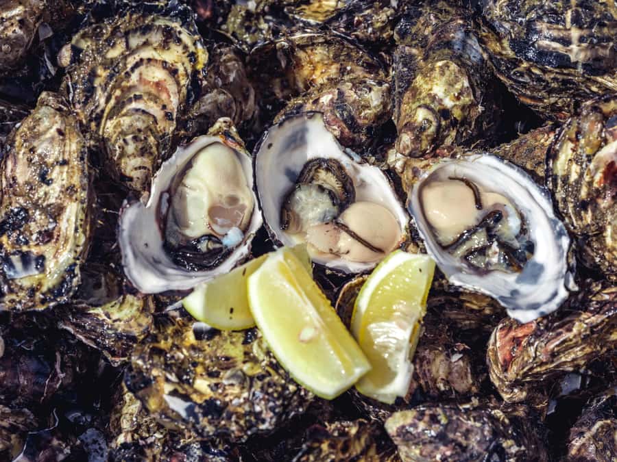 Hobart: Full-Day Tasmania Gourmet Seafood Cruise - The Boat Setup: Enclosed Comfort, Leather Seats, and a Small-Group Vibe