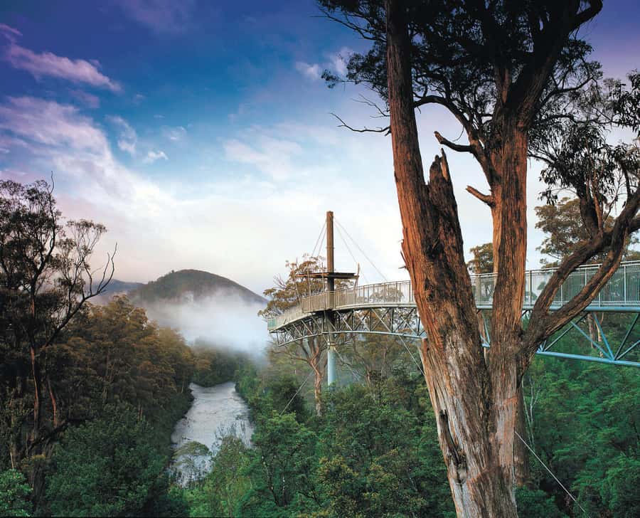 Hobart: Hastings Cave, Tahune Airwalk and Huon Tasting Trail - Huonville coffee stop: the quick primer before the walking starts