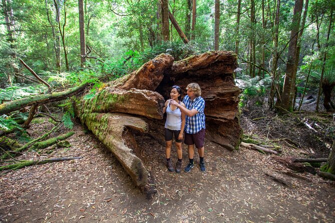 Hobart: Mt. Field, Mt Wellington & Wildlife - Active Day Tour - Tall Trees Track: 80-metre swamp gums you can’t ignore
