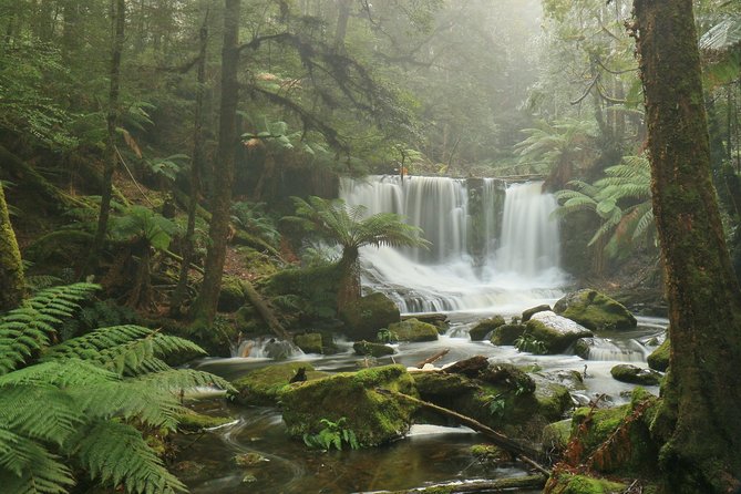 Hobart: Mt. Field, Mt Wellington & Wildlife - Active Day Tour - Bonorong Wildlife Sanctuary: close encounters with Tasmanian icons