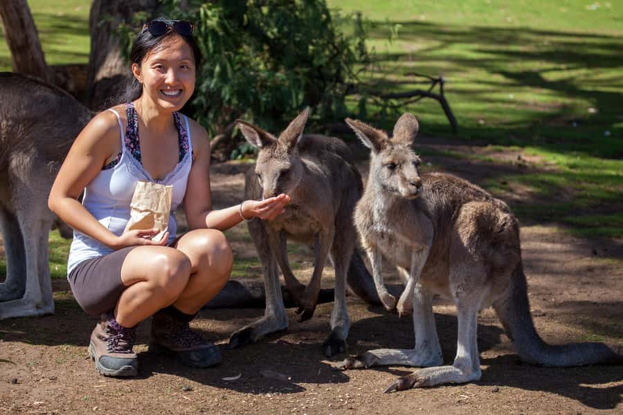 Hobart: Mt Field National Park & Wildlife Shore Excursion - Key highlights at a glance