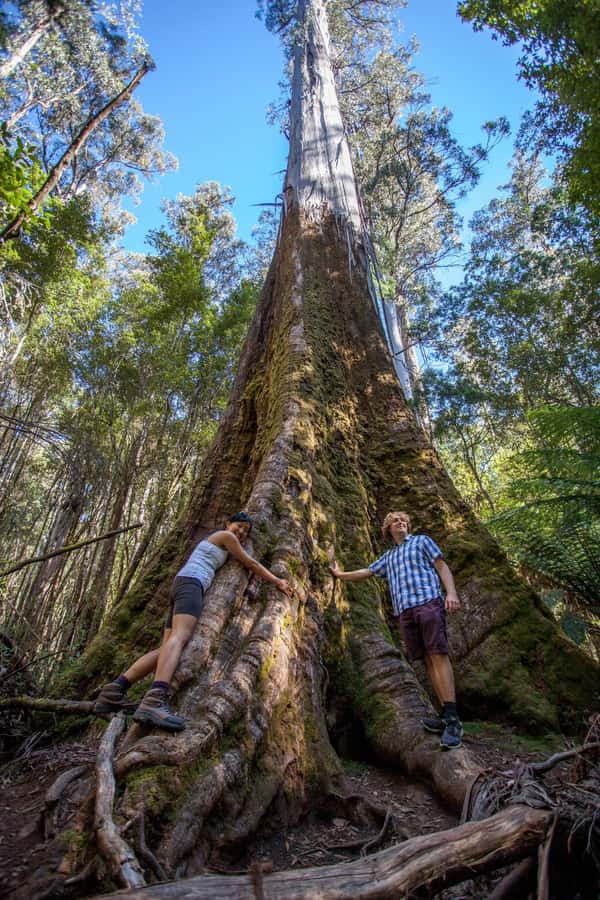 Hobart: Mt Field National Park & Wildlife Shore Excursion - How the whole 7-hour day actually feels