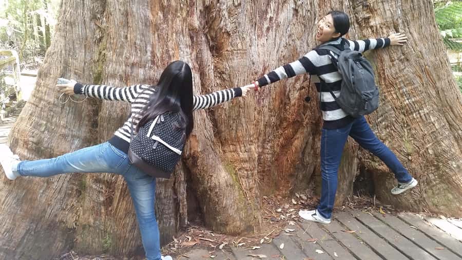 Hobart: Mt Field National Park & Wildlife Shore Excursion - What you pay ($130) and what you get for it